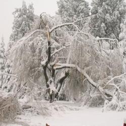 Location: Cedarhome, Washington
Date: 2006-11-27
Damage following a heavy snow