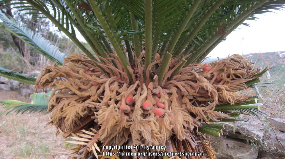Photo of Sago Palm (Cycas revoluta) uploaded by Esperanza