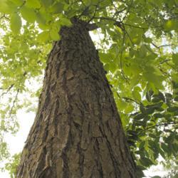 Location: Downingtown, Pennsylvania
Date: 2015-08-09
looking up an old, large trunk