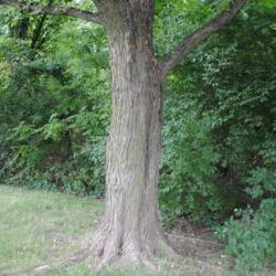 Location: Exton, Pennsylvania
Date: 2015-08-09
a mature trunk