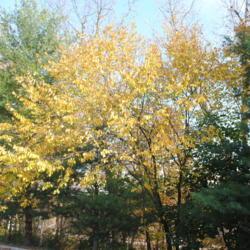 Location: West Chester, Pennsylvania
Date: 2016-11-02
maturing tree in autumn color