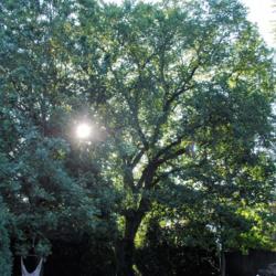 Location: Glen Ellyn, Illinois
Date: 2017-09-09
huge lone tree