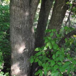 Location: West Chester, Pennsylvania
Date: 2010-06-30
some mature trunks