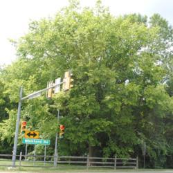 Location: Exton, Pennsylvania
Date: 2015-08-09
a full-grown tree