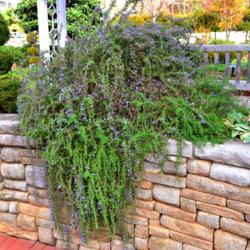Location: Botanical Gardens of the State of Georgia...Athens, Ga
Date: 2017-12-03
Prostrate Rosemary 002