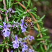 Prostrate Rosemary and a Honeybee 001