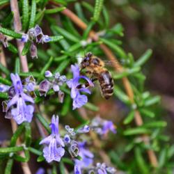Location: Botanical Gardens of the State of Georgia...Athens, Ga
Date: 2017-12-03
Prostrate Rosemary and a Honeybee 001