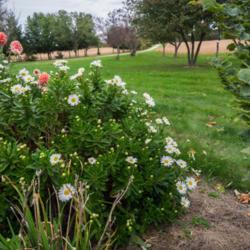 Location: Clinton, Michigan 49236
Date: 2015-10-03
"Nipponanthemum nipponicum , 2015, Montauk Daisy, Nippon Daisy , 