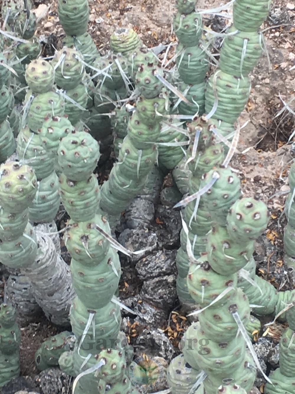 Photo of Paper-spine (Tephrocactus aoracanthus) uploaded by springcolor