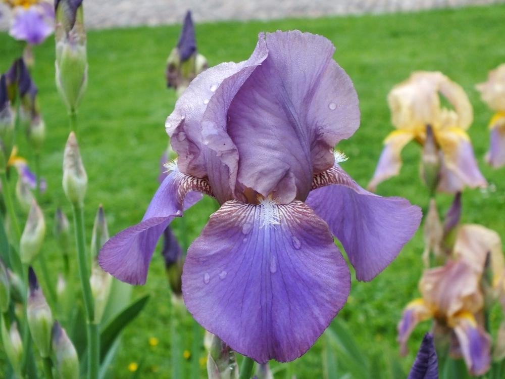 Photo of Tall Bearded Iris (Iris 'Beotie') uploaded by sunnyvalley