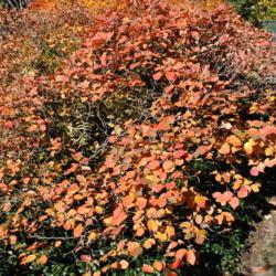 Location: West Chester, Pennsylvania
Date: 2010-11-01
shrubs in orange autumn color