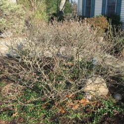 Location: West Chester, Pennsylvania
Date: 2008-01-01
shrub in winter