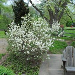 Location: Media, Pennsylvania
Date: 2011-04-27
shrub in bloom