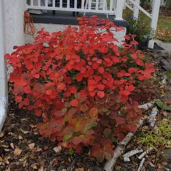 Location: Downingtown, Pennsylvania
Date: 2015-10-27
maturing shrub in red fall color