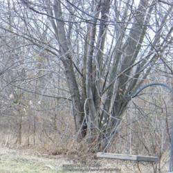 Location: My neighbor's field next to us in Northern KY.  The bird feeder is on our property.
Date: 2009-01-03