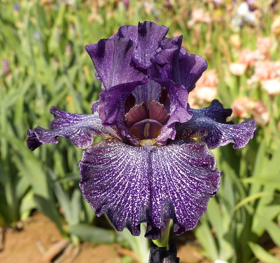 Photo of Tall Bearded Iris (Iris 'Dark Storm') uploaded by Misawa77