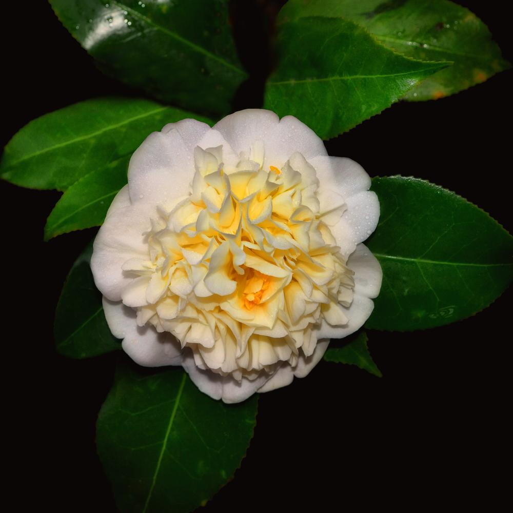 Photo of Japanese Camellia (Camellia japonica 'Dahlonega') uploaded by dawiz1753