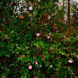 Location: Botanical Gardens of the State of Georgia...Athens, Ga
Date: 2017-12-03
Camellia japonica - Debutante 005