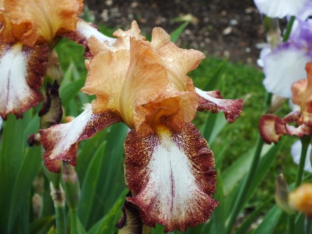 Photo of Tall Bearded Iris (Iris 'Siva Siva') uploaded by sunnyvalley