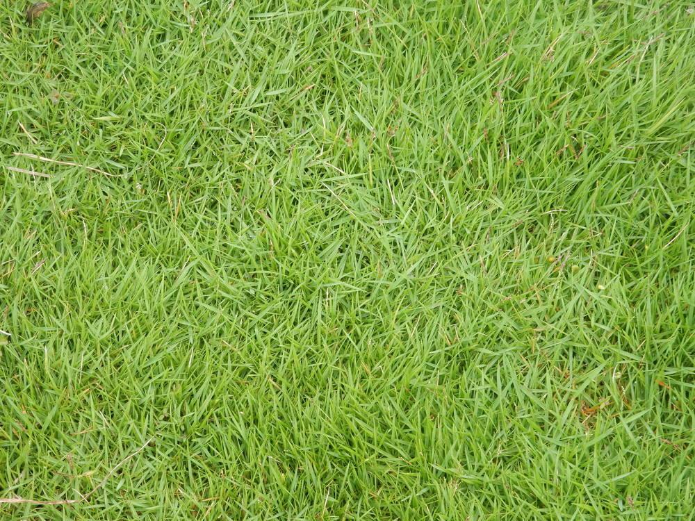 Photo of Mascarene Grass (Zoysia tenuifolia) uploaded by tofitropic