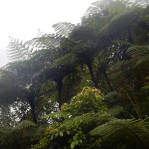          In habitat of cloudy rain forest, the roots are popular 