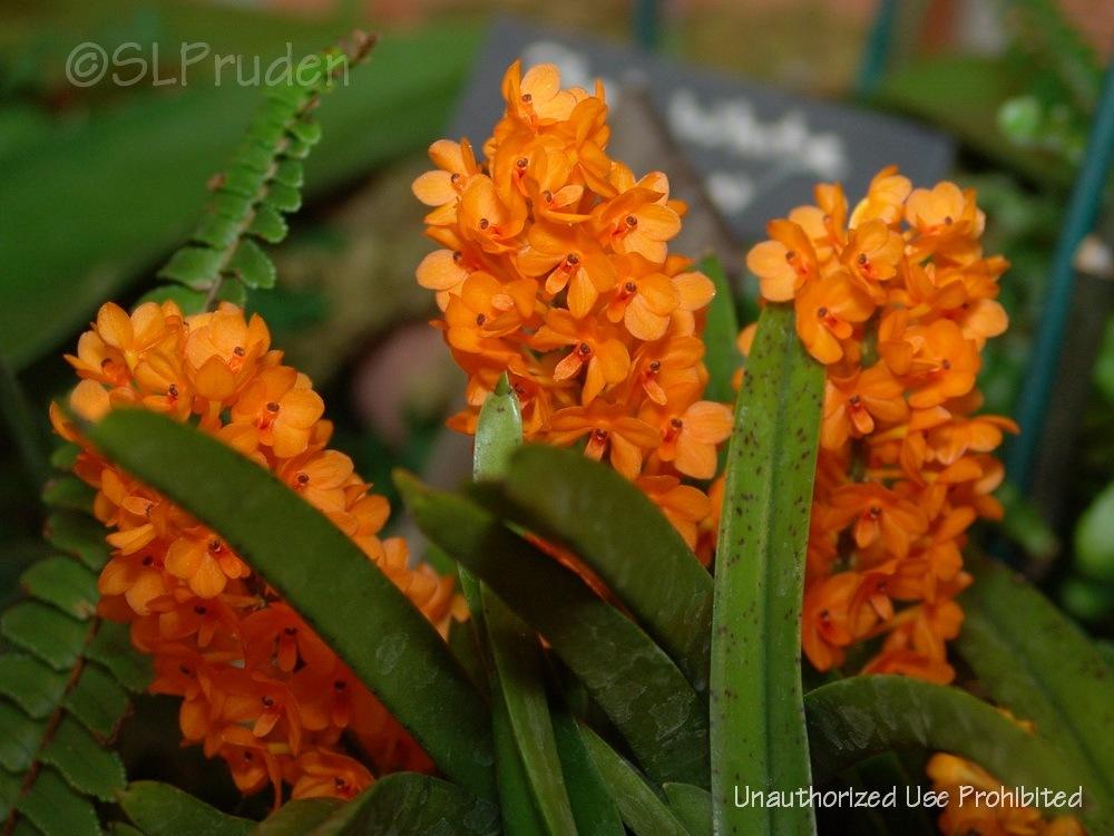 Photo of Orchid (Vanda garayi) uploaded by DaylilySLP