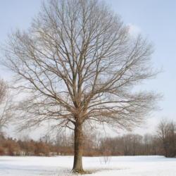 Location: Downingtown, Pennsylvania
Date: 2010-01-08
full-grown tree in winter