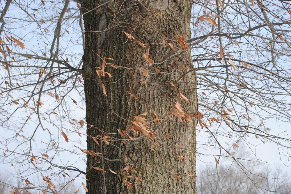 Photo of Southern Red Oak (Quercus falcata) uploaded by ILPARW
