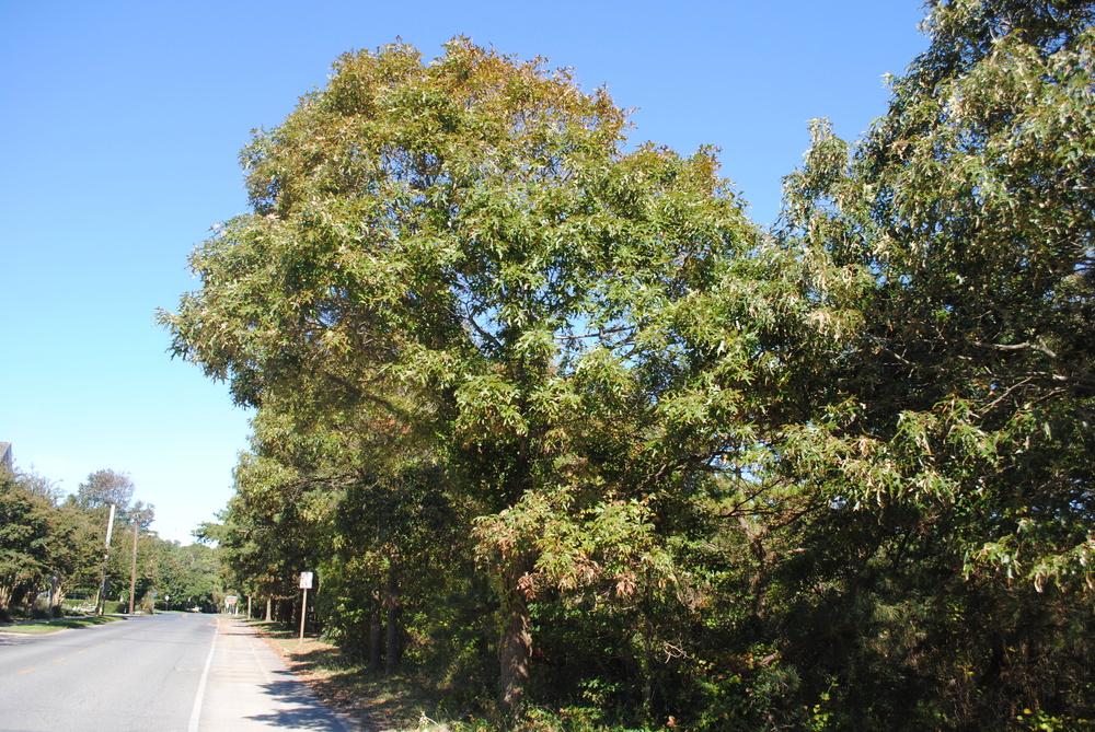 Photo of Southern Red Oak (Quercus falcata) uploaded by ILPARW