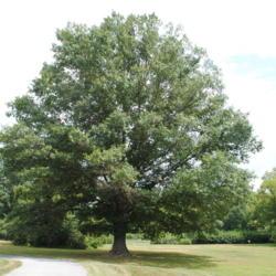 Location: Downingtown, Pennsylvania
Date: 2015-08-20
full-grown tree