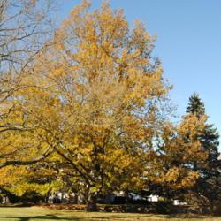 Location: Downingtown, Pennsylvania
Date: 2016-11-22
fall color of full-grown tree