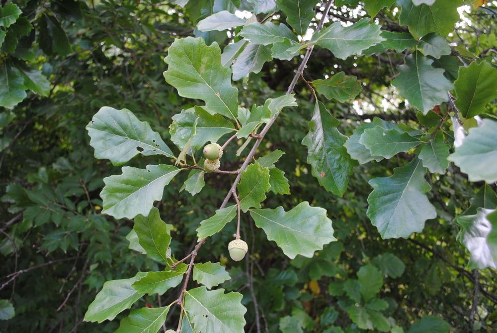 Photo of Swamp White Oak (Quercus bicolor) uploaded by ILPARW