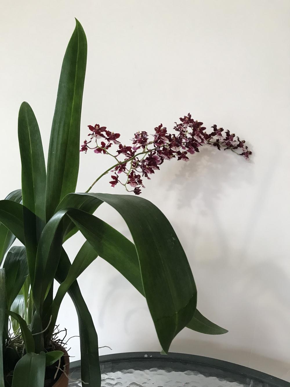 Photo of Chocolate Orchid (Oncidium Sharry Baby) uploaded by Ursula