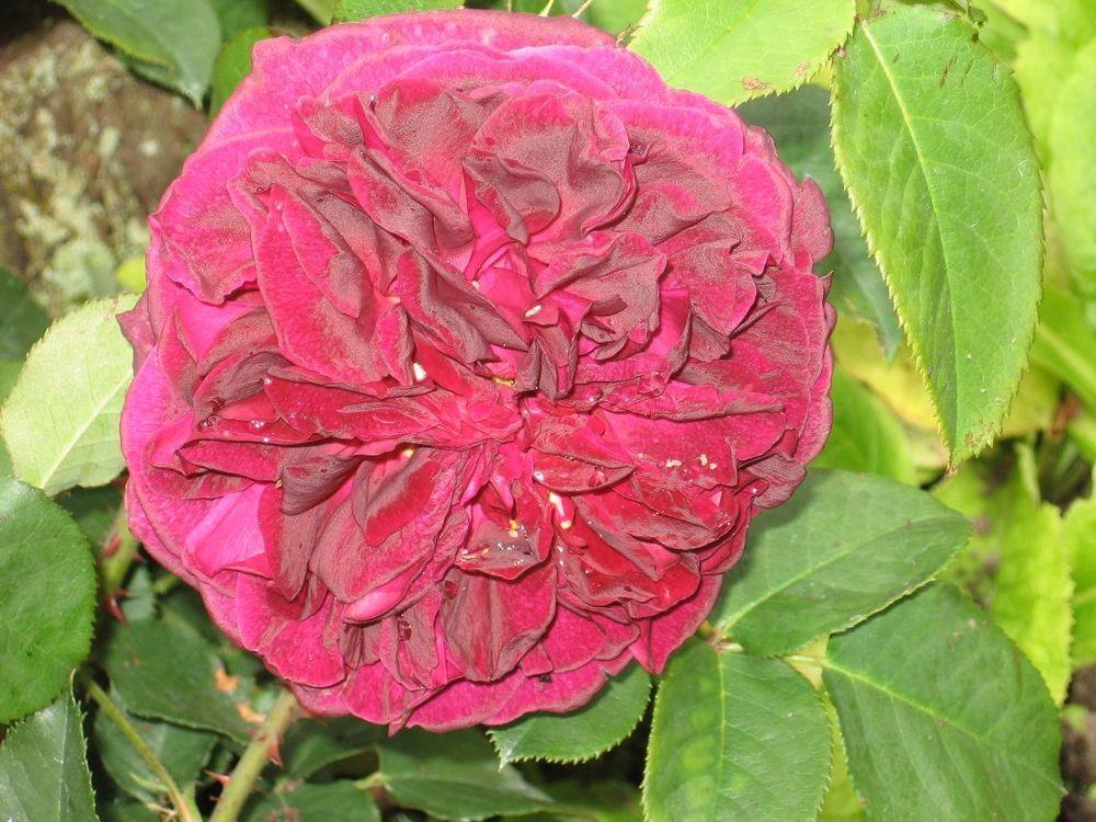 Photo of English Shrub Rose (Rosa 'Munstead Wood') uploaded by Yorkshirelass