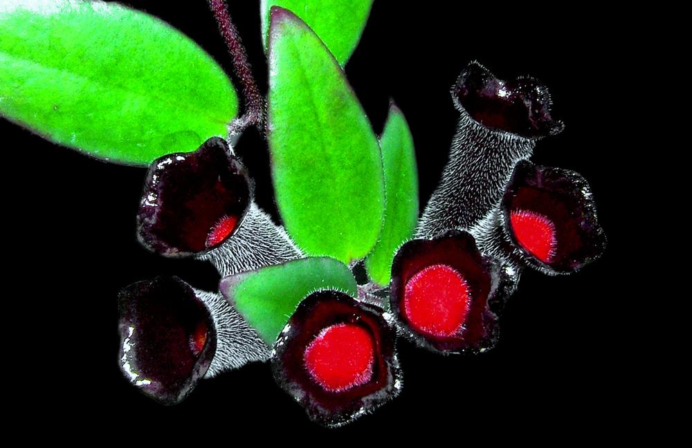 Photo of Lipstick Plant (Aeschynanthus 'Rasta') uploaded by dawiz1753