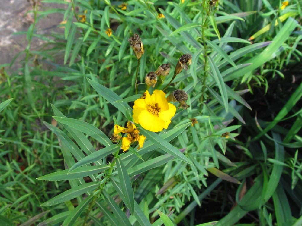 Photo of Mexican Mint Marigold (Tagetes lucida) uploaded by jmorth