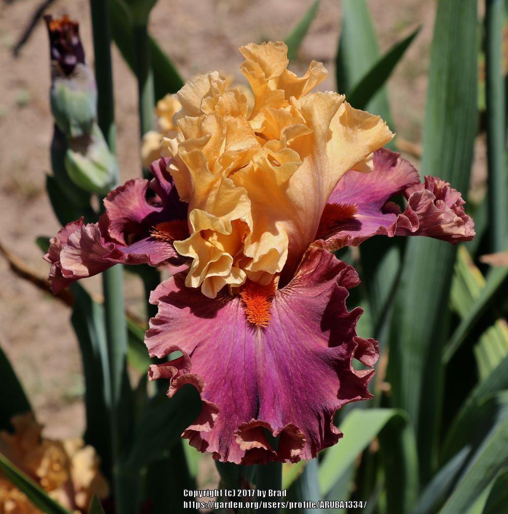 Photo of Tall Bearded Iris (Iris 'Game Changer') uploaded by ARUBA1334