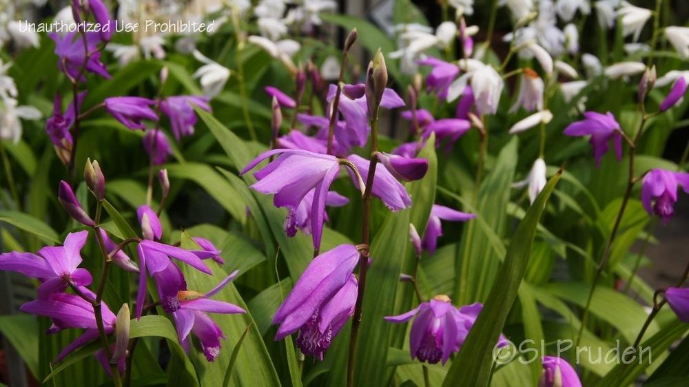 Photo of Chinese Ground Orchid (Bletilla striata) uploaded by DaylilySLP