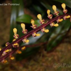 Location: Palm Sunday Orchid Show, MI
Date: 4-2011