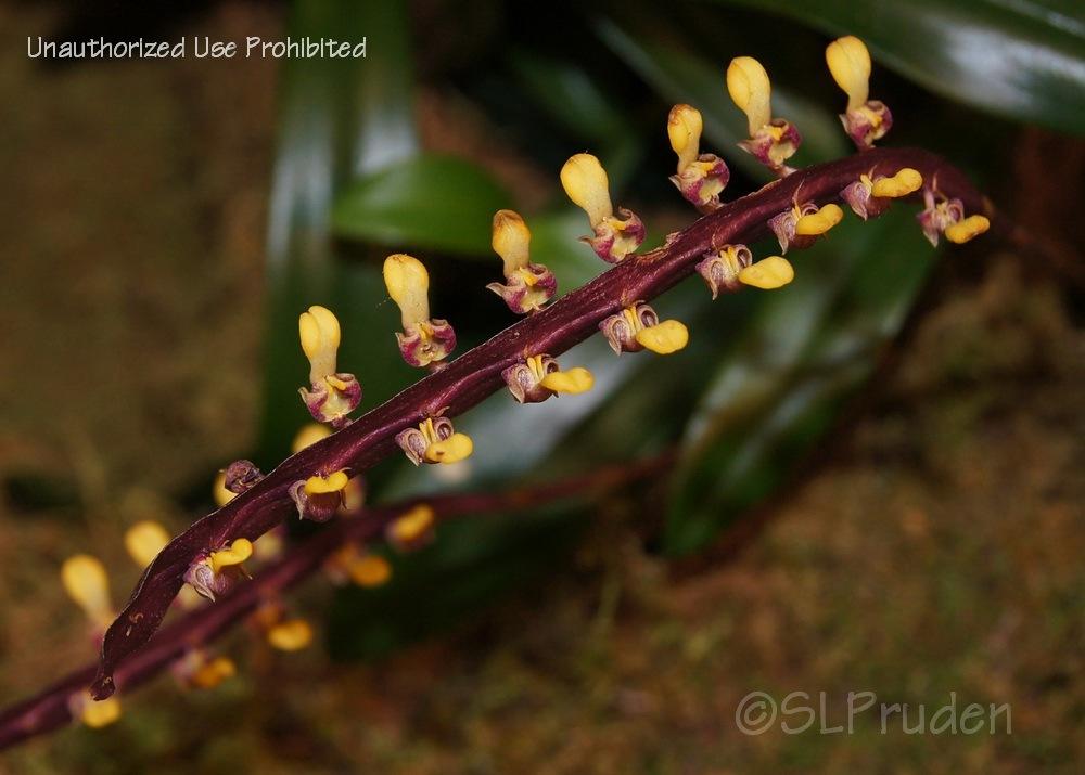 Photo of Orchid (Bulbophyllum falcatum) uploaded by DaylilySLP