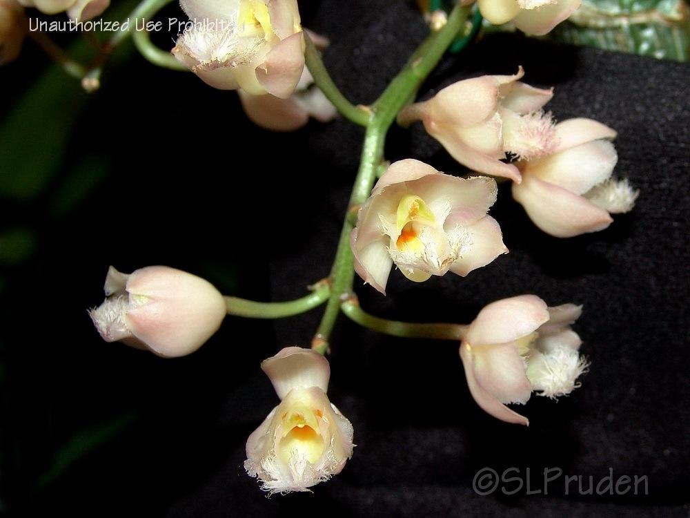 Photo of Orchid (Clowesia Rebecca Northen 'Grapefruit Pink') uploaded by DaylilySLP