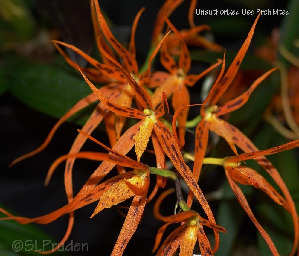 Photo of Orchid (Brassia Orange Delight) uploaded by DaylilySLP