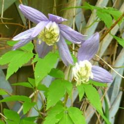 Location: Riverview, Robson, B.C. 
Date: 2011-05-28
 11:09 am -  A very sweet early blooming Clematis.