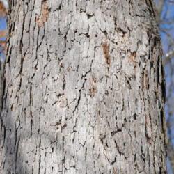 Location: Downingtown, Pennsylvania
Date: 2011-01-31
the gray scaly bark