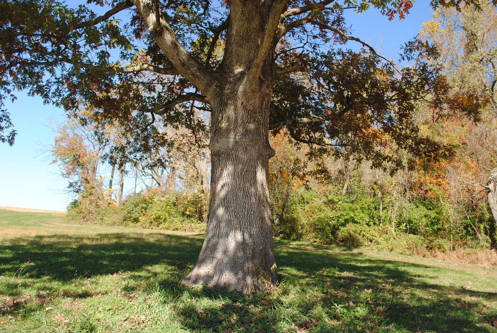Photo of White Oak (Quercus alba) uploaded by ILPARW