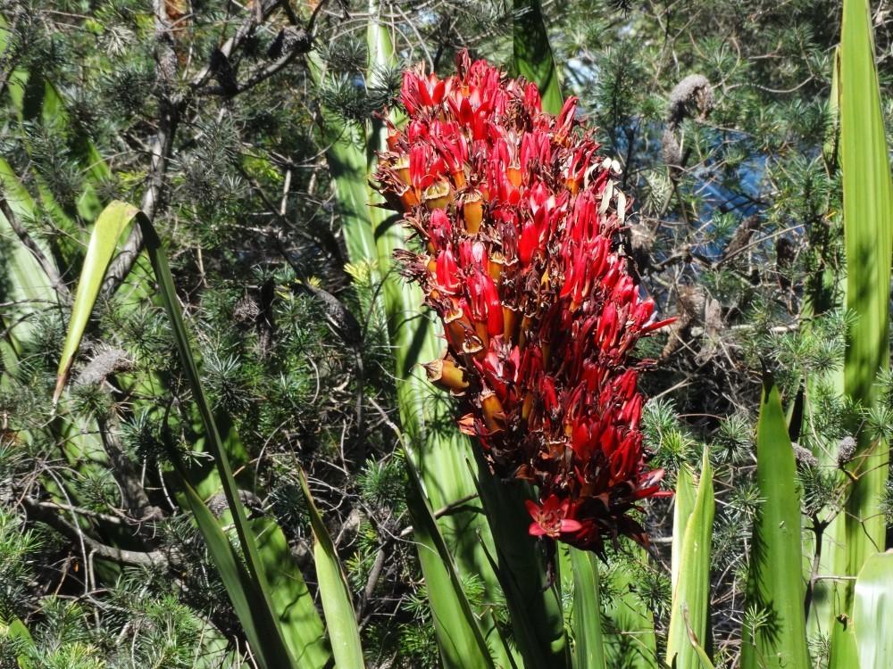 Photo of Spear Lily (Doryanthes palmeri) uploaded by carolem