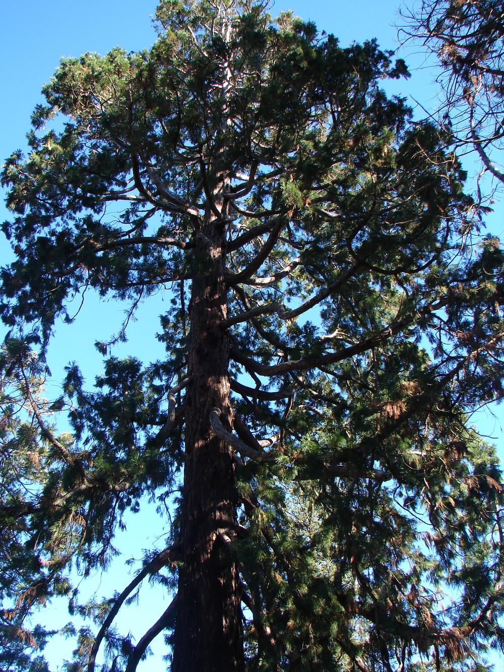 Photo of Giant Sequoia (Sequoiadendron giganteum) uploaded by carolem