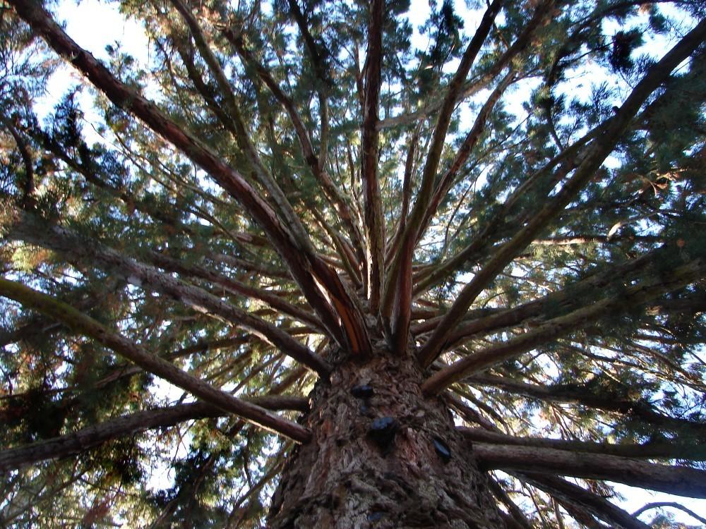 Photo of Giant Sequoia (Sequoiadendron giganteum) uploaded by carolem