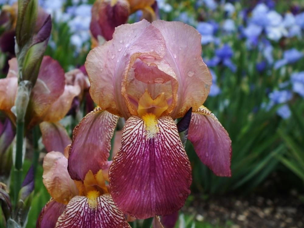 Photo of Tall Bearded Iris (Iris 'Frivolité') uploaded by sunnyvalley