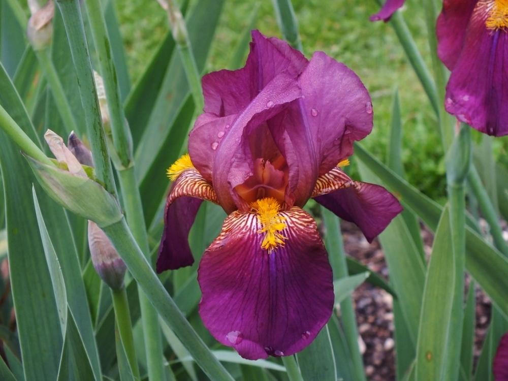 Photo of Tall Bearded Iris (Iris 'Waconda') uploaded by sunnyvalley